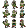Molinasittich Parakeet Parrot Bird