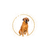 Det er ikke hundehår, der er Broholmer glitter