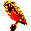 owl owl