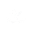 Tauben Vogel Taube Geschenk