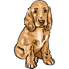Cocker Spaniel