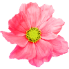 Blomma, Blommig,Blommor,Blomma