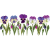 Pansy Flower Row in Purple