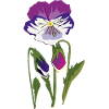 Violet Flower
