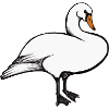 swan