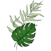 Tropical plants