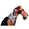 Fox terrier 2