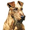 Irish terrier