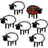 Scottish individual sheep