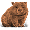 Wombat