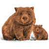 Womat avec bébé mignon