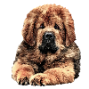 Tibetan mastiff