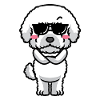 Bichon Frisé Chien Bouclé Bichon