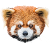 Red panda