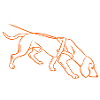 Sweat dog in orange