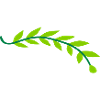 Plant bay leaf branch