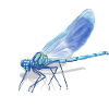 Blue Dragonfly Ember Print