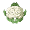 Funny Yoga Vegetable Meditating Cauliflower
