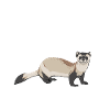 Ferret