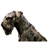 Schnauzer géant