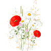 wunderschöne blühende Sommerwiese mit Mohnblumen
