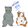Cat gang 974