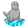 Seal with ice floe