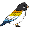 Fierté de Vogel Aroace