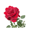 Red rose