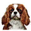 Cavalier king charles