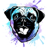 Mops Hund