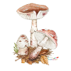 Champignon perlé (Amanita rubescens)