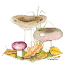 Russula cyanoxantha