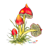 Blackening sapling (Hygrocybe conica)