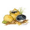 Potato bovist (Scleroderma citrinum)