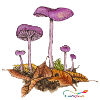 Purple lacquer funnel (Laccaria amethystea)