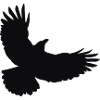 A raven flies up