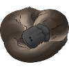 Platypus - Schnabeltier