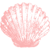 Scallop