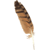 Owl Feather - Bird Feather