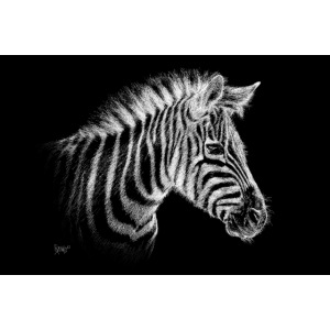 Bronko55 No.54 – Zebra, Wandbild
