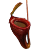Nepenthes jamban