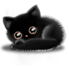 Black Cat 🐈 ⬛