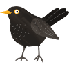 Blackbird