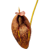 Nepenthes aristolochioides