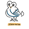 Owl, Owl, Athena noctua