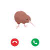 Kiwi bird calling gift