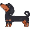 Dachshund