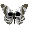 Skull Butterfly