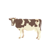Funny Cow Cow Gift